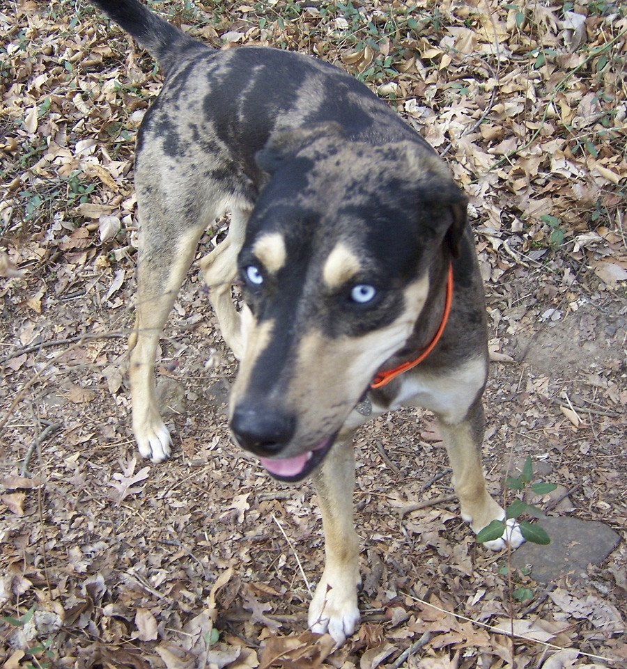 Catahoula 3 Catahoula 3