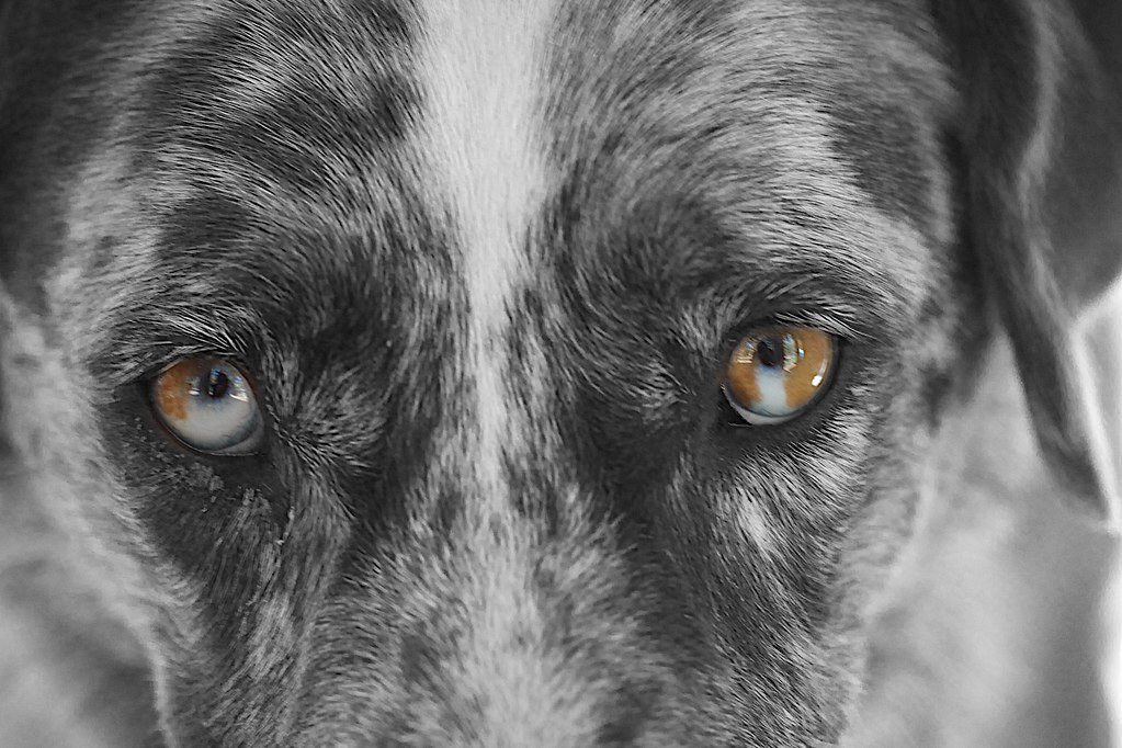 Catahoula Eyes Catahoula Eyes