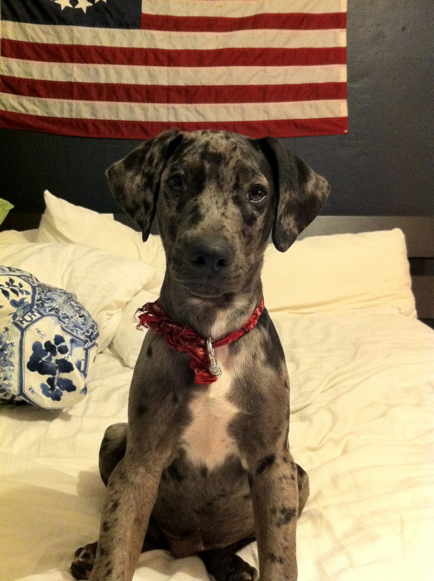 Catahoula Leopard Dog Bones Catahoula Leopard Dog Bones