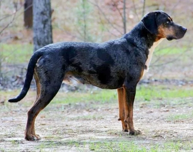 Catahoula Leopard Dog Buck