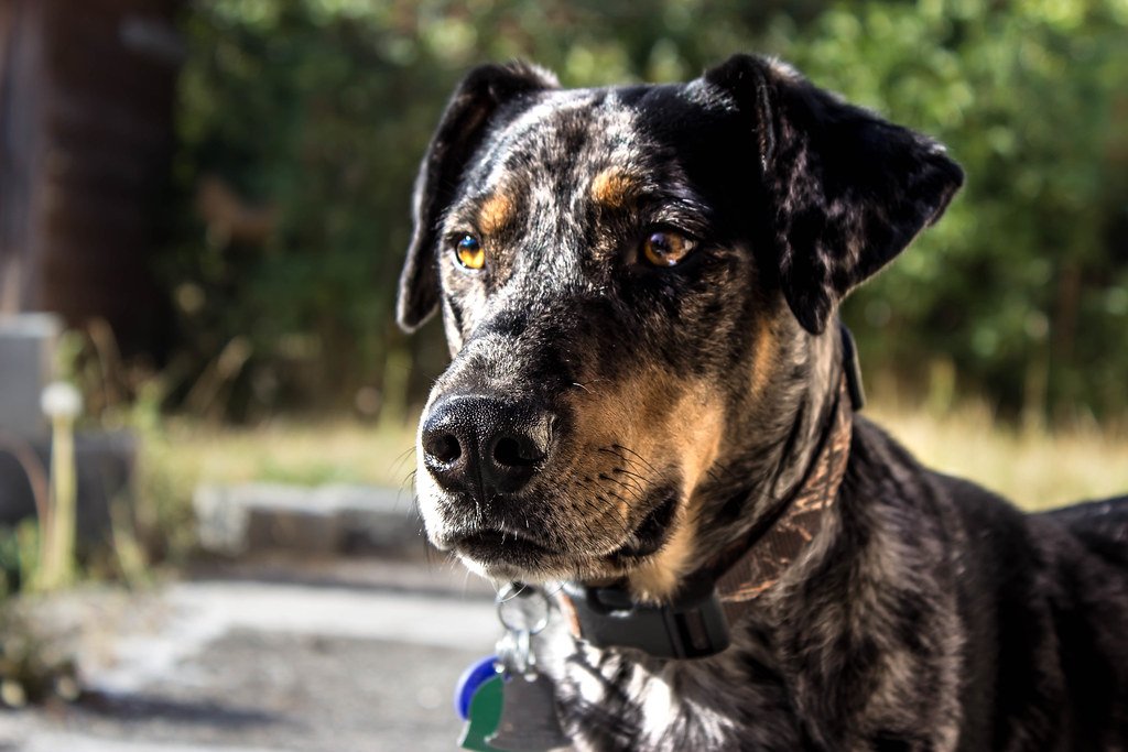 Catahoula Leopard Dog Head 1