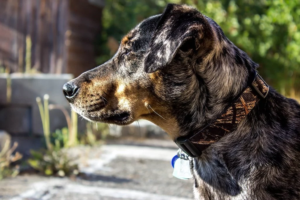 Catahoula Leopard Dog Head 2