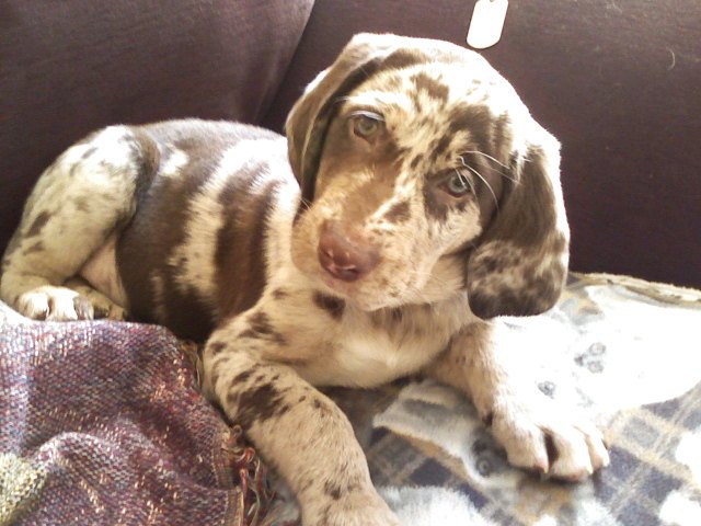 Catahoula Leopard Dog Smokey Blu 12 weeks Catahoula Leopard Dog Smokey Blu 12 weeks