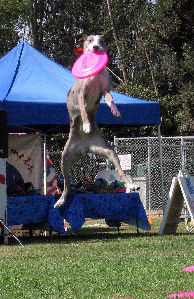 Catahoula Leopard Dog with Frisbee Catahoula Leopard Dog with Frisbee