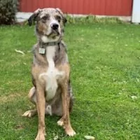 Brown and white catahoula leopard.