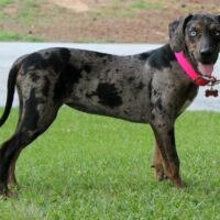 Sasquatch Catahoula Female