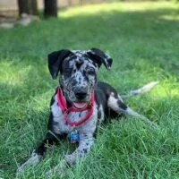 Rosie the Catahoula Leopard Puppy