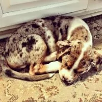 Sleeping Catahoula Puppy