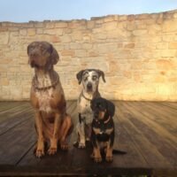 Three Catahoula Leopard Dogs