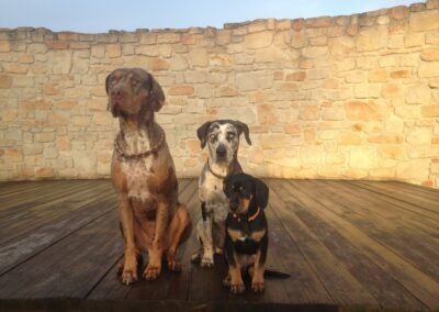 Three Catahoula Leopard Dogs
