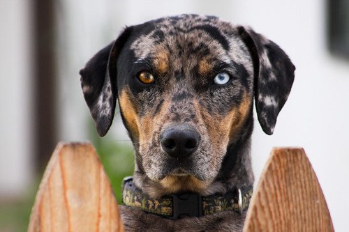 Cocoa Puff The Catahoula Cocoa Puff The Catahoula