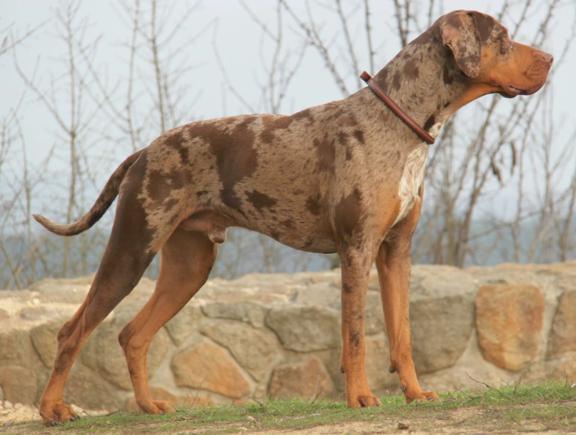 Louisiana Catahoula Leopard Dog - Coahoma Arkansas