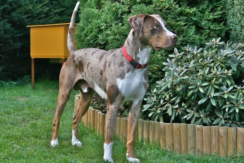 Louisiana Catahoula Leopard Dog - Red Leopard