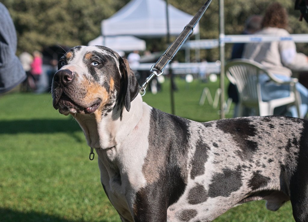Louisiana Catahoula Leopard Dog Louisiana Catahoula Leopard Dog