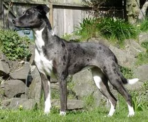 Lucy the Catahoula Leopard Dog