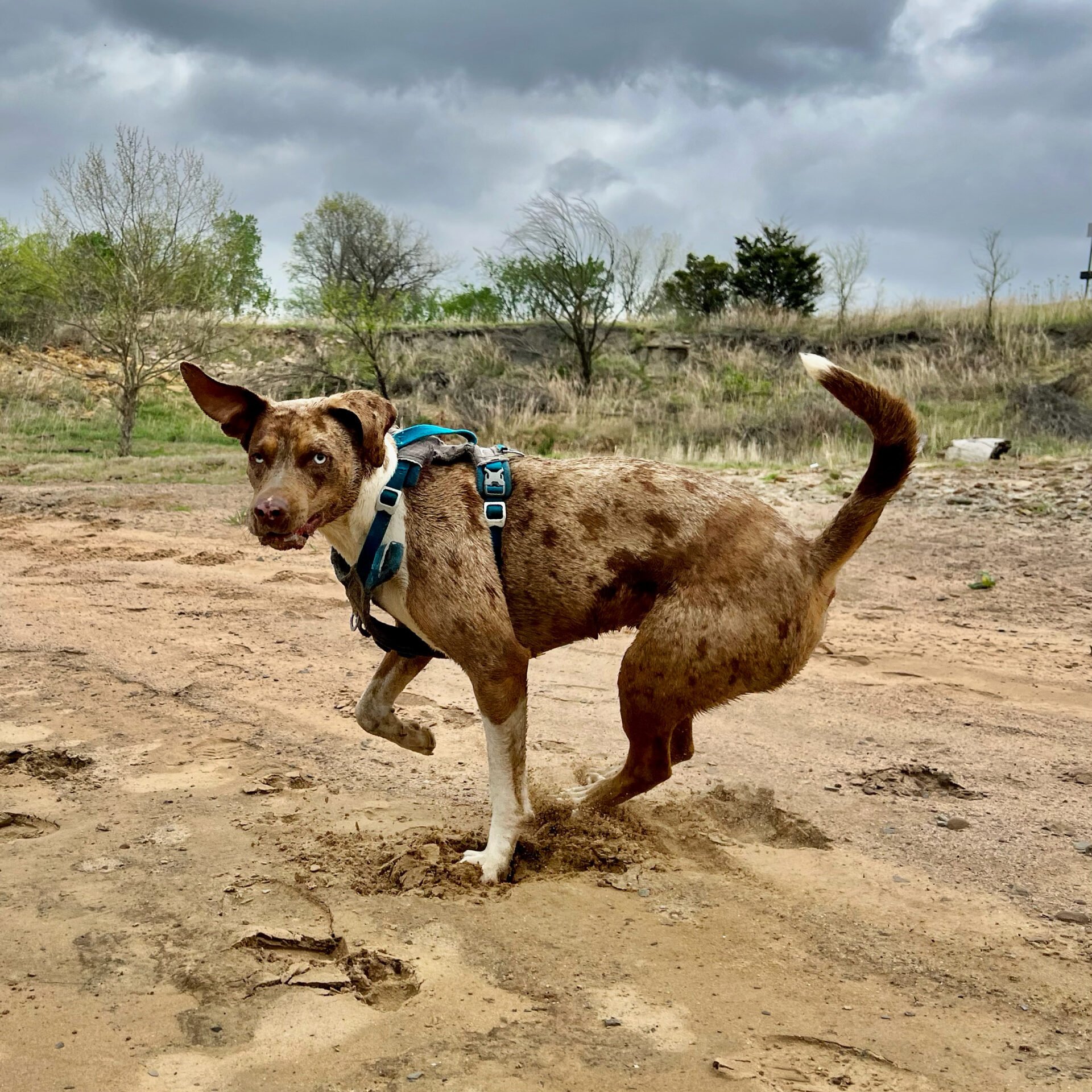 The Hash Puppy - McKee’s Catahoula Leopard Dog - Minka Honey Catahoula Christmas
