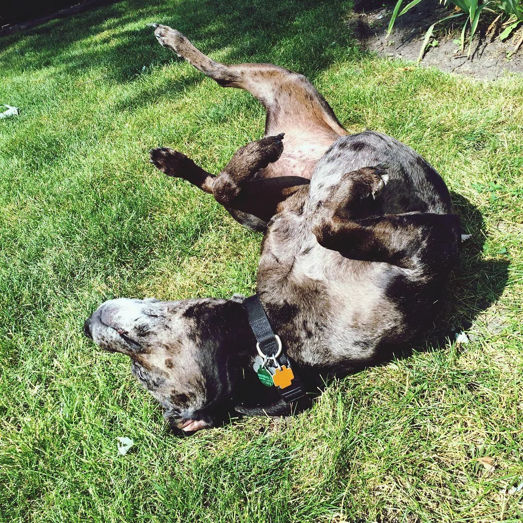 The Struggle Catahoula Leopard Dog The Struggle